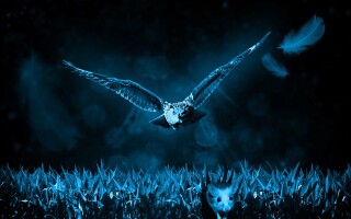 Image Credit: Owl AI